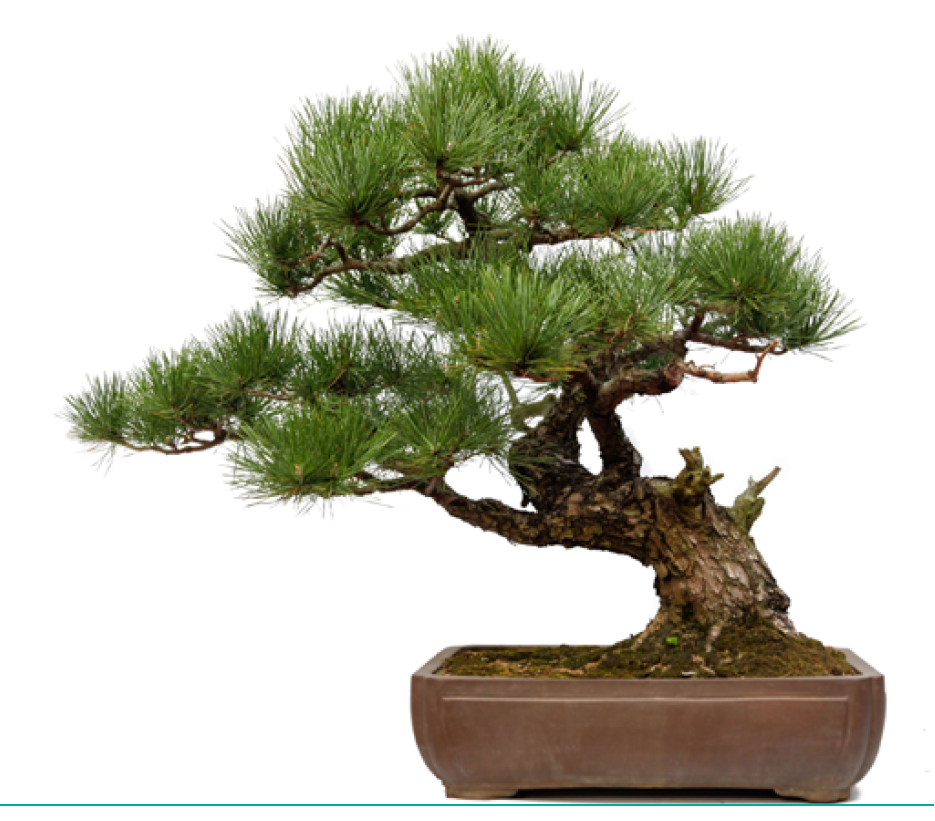 KCME Bonsai